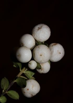 Symphoricarpos close up