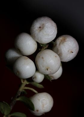 White symphoricarpos fruit