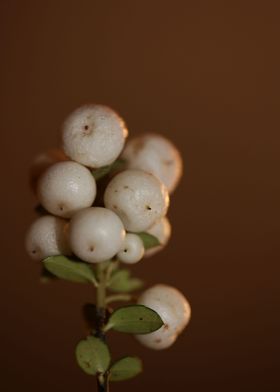 Symphoricarpos close up