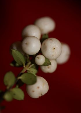 Symphoricarpos fruit macro