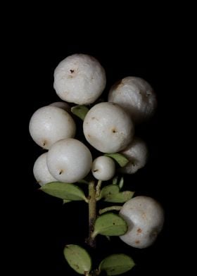 Symphoricarpos close up