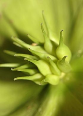 Helleborus flower close up