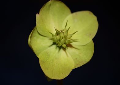 Helleborus flower close up