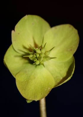 Helleborus flower close up