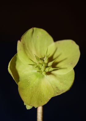 Helleborus flower close up