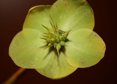 Helleborus flower close up