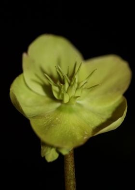 Flower blossoming close up