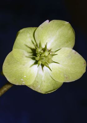 Helleborus flower close up