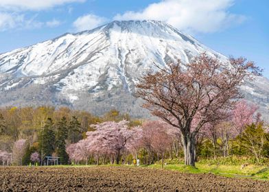 Cherry Blossom 