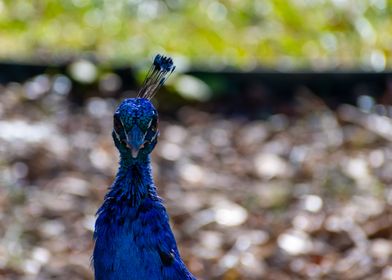 Peacock at the Zoo