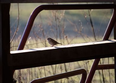 Sparrow resting 