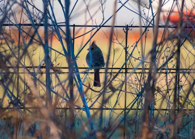 Cardinal on a Fence