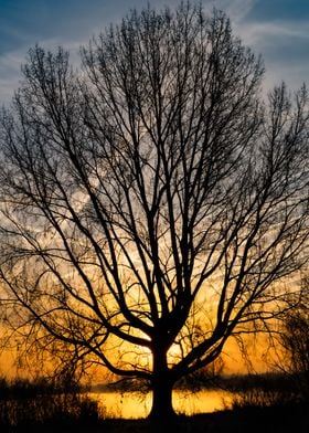 Silhouette tree