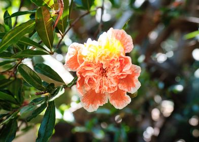 Sunlit Fire Flower