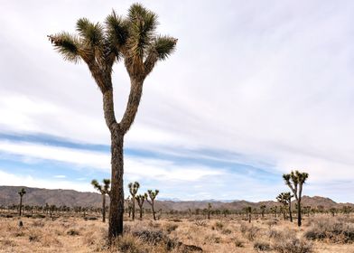 Joshua Tree National Park