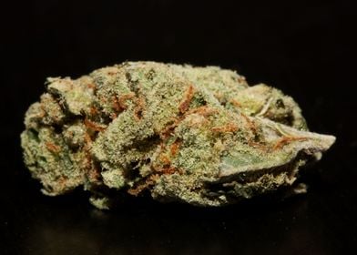 Super lemon haze weed bud