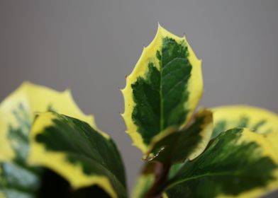 Ilex aquifolium close up