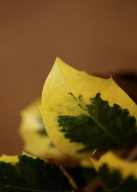 Ilex aquifolium close up