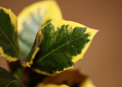 Ilex aquifolium close up