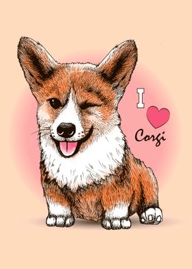 Corgi dog