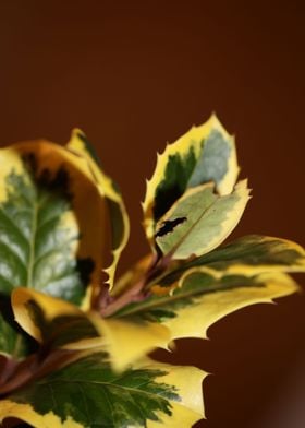 Green and yellow leaves