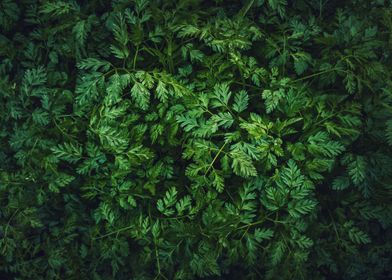 parsley plants texture
