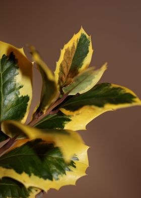 Green and yellow leaves