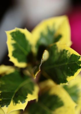 Ilex green leaves close up