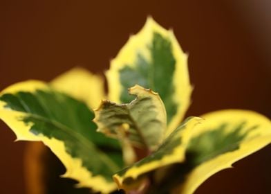 Green and yellow leaves