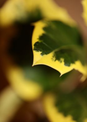 Ilex aquifolium close up