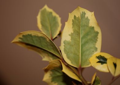 Ilex aquifolium close up