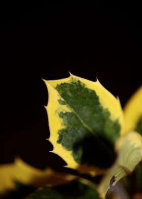 Ilex green leaves close up