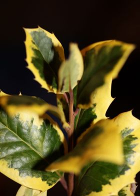 Ilex aquifolium close up