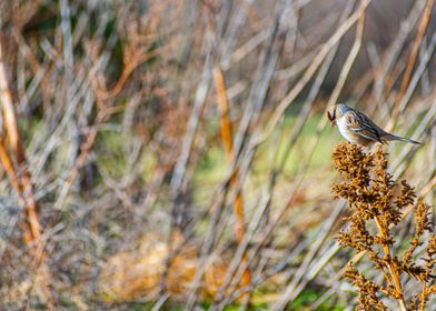 Sparrow feeding on weeds