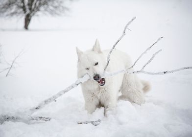 Wolf Swiss White Shepherd