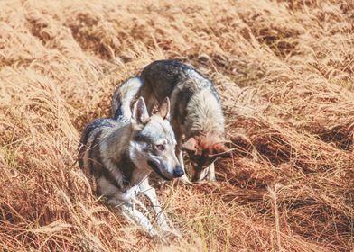 Czechoslovakian Wolfdog