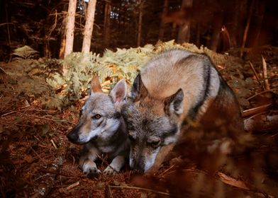 Czechoslovakian Wolfdogs