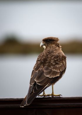 Caracara Chimango