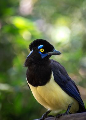 Plush crested jay