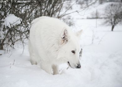 Wolf Swiss White Shepherd