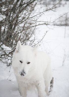 Wolf Swiss White Shepherd