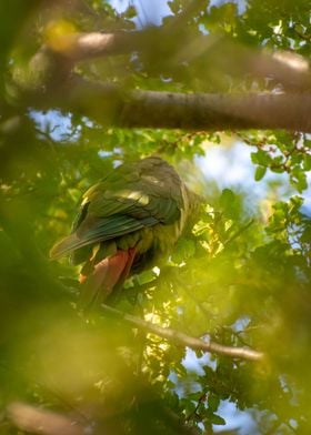 Austral Conure