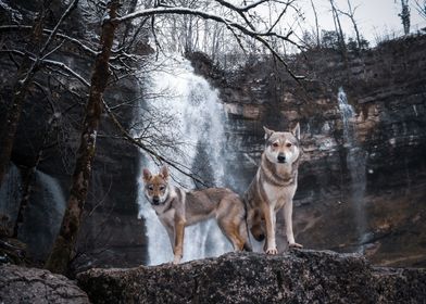 Czechoslovakian Wolfdogs