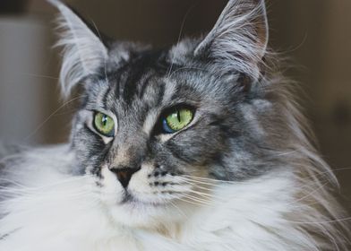Maine coon face close up