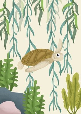 Turtle Animals