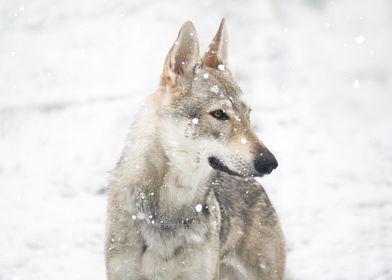 Czechoslovakian Wolfdog