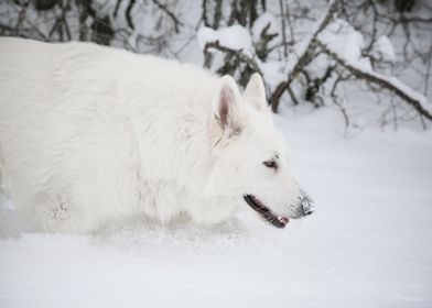 Wolf Swiss White shepherd