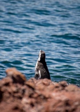 Magellanic penguin