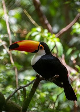 Toco Toucan