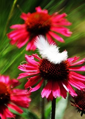 Garden Flower Echinacea